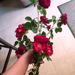 Meet your Posher, Juvy